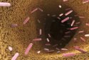 Gut bacteria, gut microbiome, illustration.