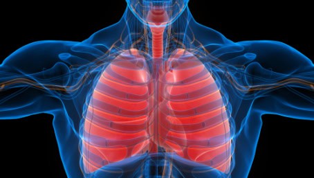 Respiratory tractl, lungs.