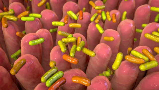 Gut bacteria, gut microbiome, illustration.