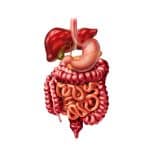 Human digestive system, illustration.
