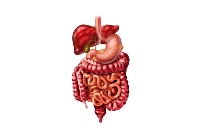 Human digestive system, illustration.