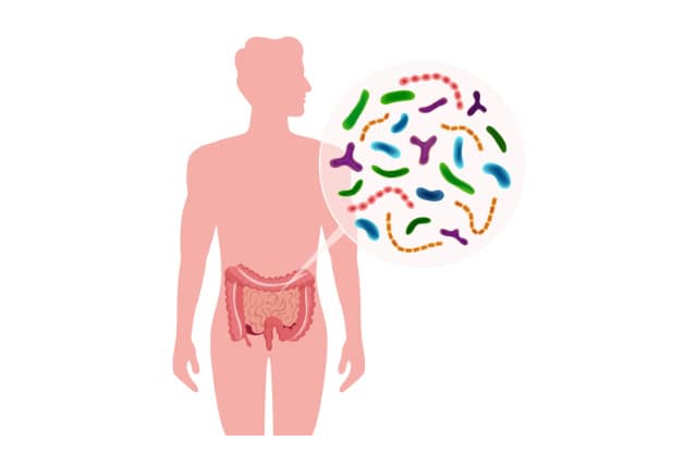 Gut bacteria, gut microbiome, illustration.