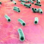 Probiotic bacteria illustration.