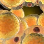 Cluster of fat cells, adipocytes, illustration.