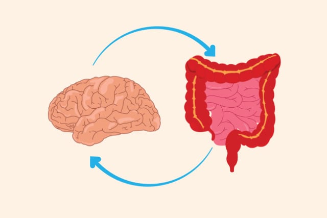 Gut-brain connection illustration.