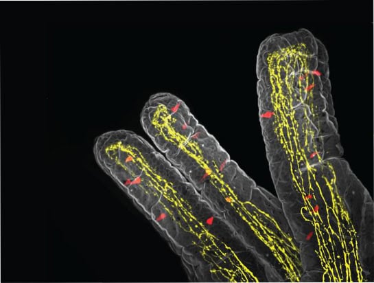 A 3D view inside the small intestine showing its finger-like projections called villi.