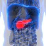 Pancreas anatomy, human digestive system.