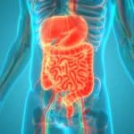 Human digestive system anatomy.