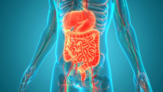 Human digestive system anatomy.