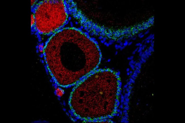 fluorescent in-situ hybridization (smFISH) in killifish female ovaries.