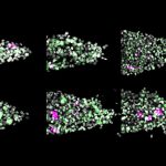 Lab grown tumor samples.