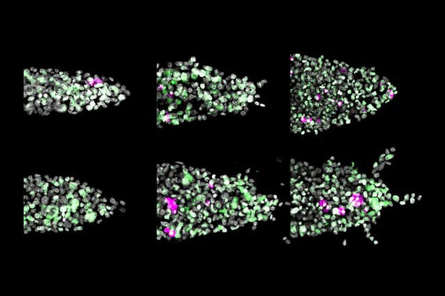 Lab grown tumor samples.