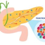 Pancreas, pancreatic islet, illustration.