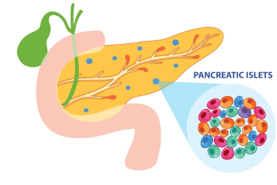Pancreas, pancreatic islet, illustration.