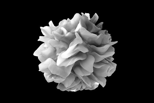 Artistic rendering of the surface of a human dendritic cell.