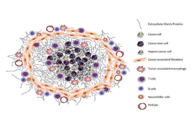 Schematic view of the tumor microenvironment.