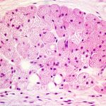 Brown adipocytes.