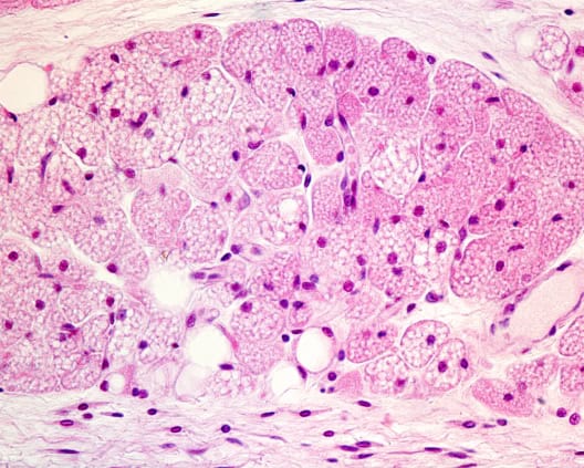 Brown adipocytes.