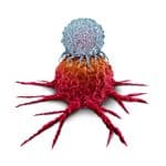 Immune cell attacking cancer cell (illustration).