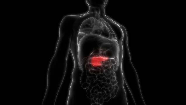 Human digestive system and pancreas anatomy illustration.