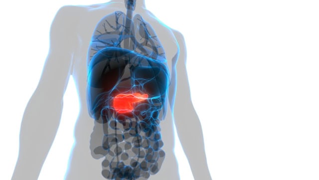 Pancreas anatomy illustration.