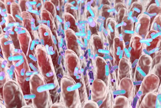 Intestinal bacteria, illustration.