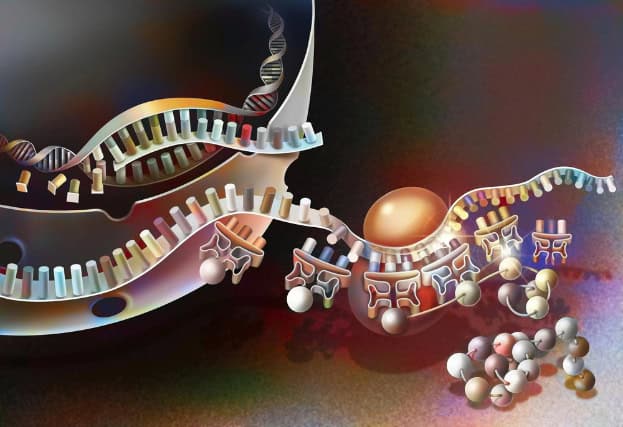 Gene expression, transcription model.