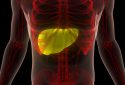 Human liver anatomy