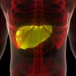 Human liver anatomy