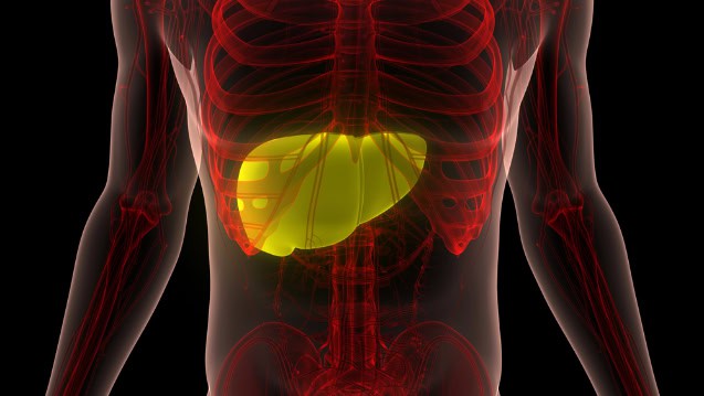 Human liver anatomy