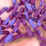Probiotic bacteria (illustration).