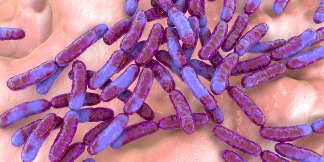 Probiotic bacteria (illustration).