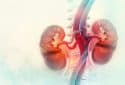 Human kidney cross-section.