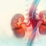 Human kidney cross-section.