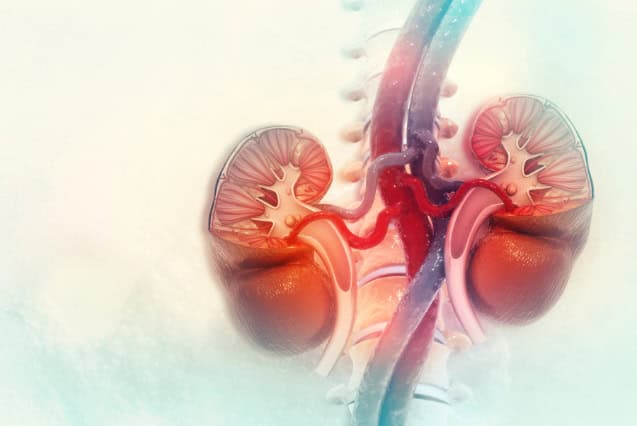 Human kidney cross-section.