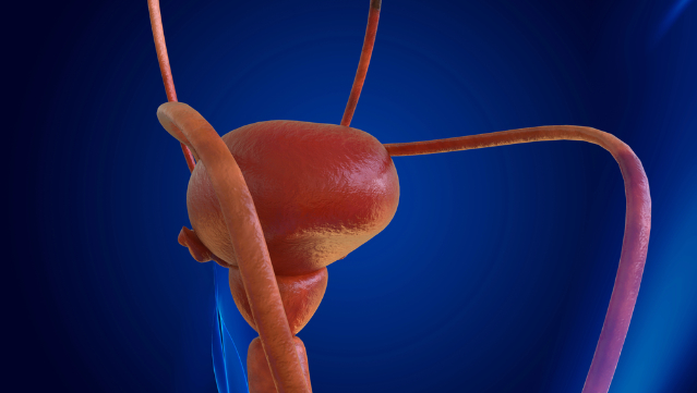 Human urinary bladder anatomy.