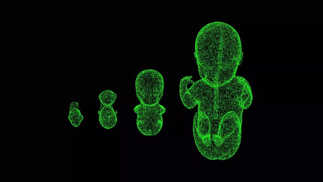 Artistic rendition of human gestational development.