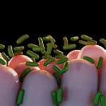 Bacteria interacting with intestinal lining (illustration).