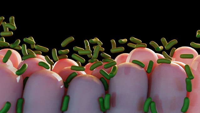 Bacteria interacting with intestinal lining (illustration).