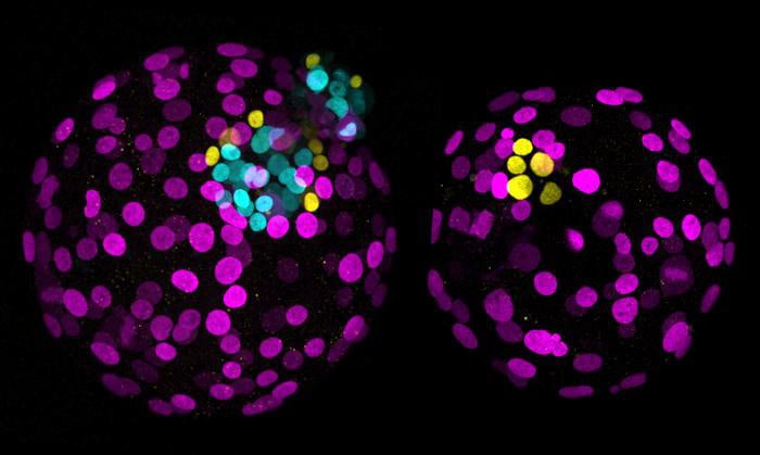 Two human embryos, showing the effect of NANOG gene.
