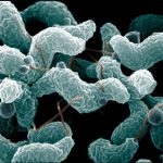 Scanning electron micrograph of Campylobacter jejuni.