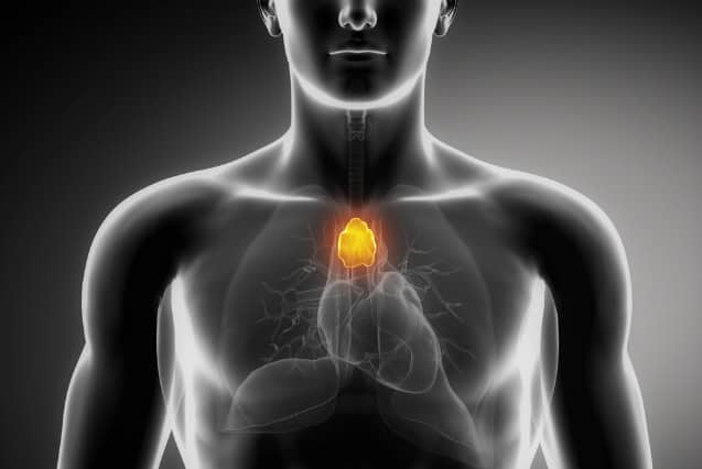 Thymus anatomy illustration.