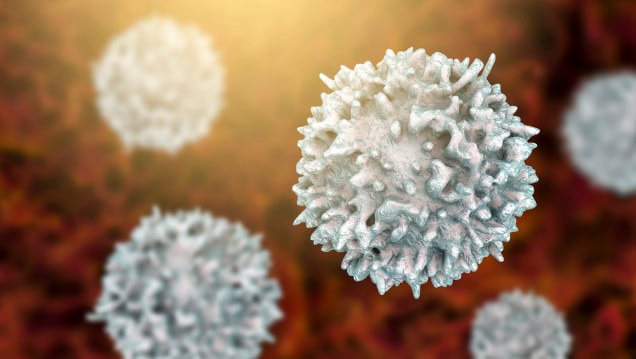 Lymphocyte (T-cell or B-cell), illustration.