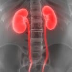 Human kidneys illustration.