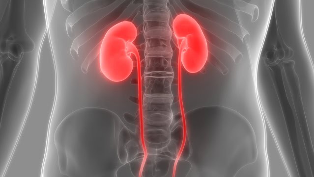 Human kidneys illustration.