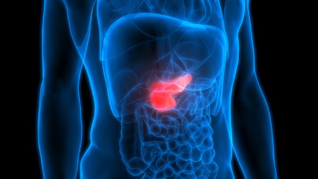 Pancreas anatomy, illustration.
