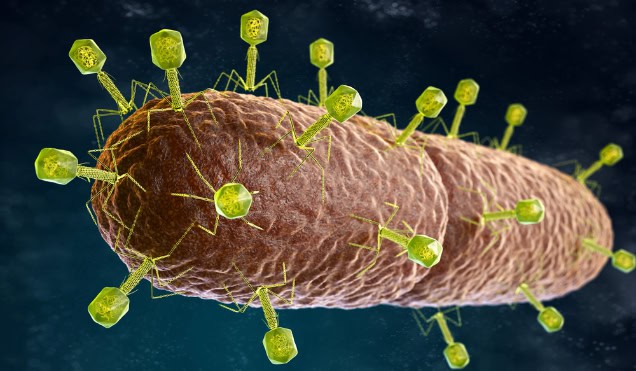 Bacteriophages infecting bacterium (illustration).