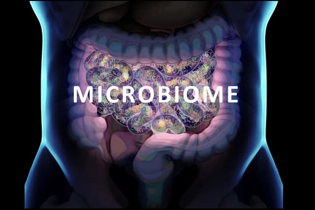 Gut microbiome, gut bacteria, illustration.