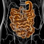 Small intestine illustration.