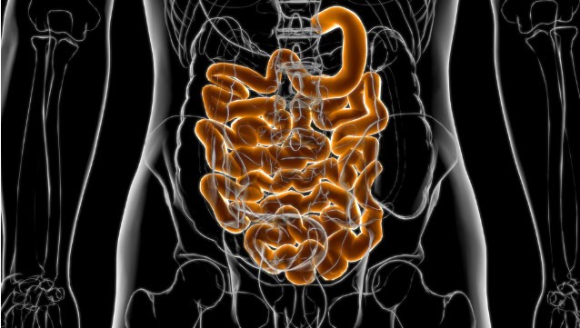 Small intestine illustration.